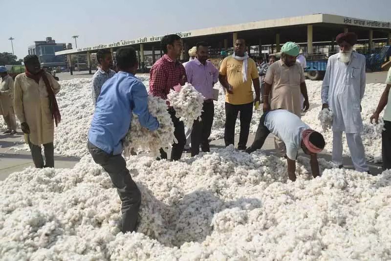 Coton in punjab