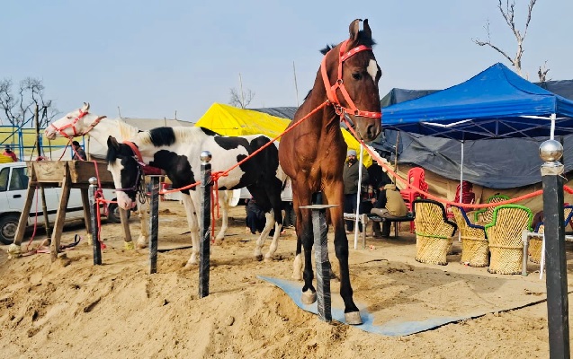 ਮਾਘੀ ਮੇਲਾ: ਪਸ਼ੂ ਪ੍ਰੇਮੀਆਂ ਦੇ ਭਾਰੀ ਇਕੱਠ ਨਾਲ ਗੂੰਜੇਗੀ ਸ੍ਰੀ ਮੁਕਤਸਰ ਸਾਹਿਬ ਦੀ ‘ਘੋੜਾ ਮੰਡੀ