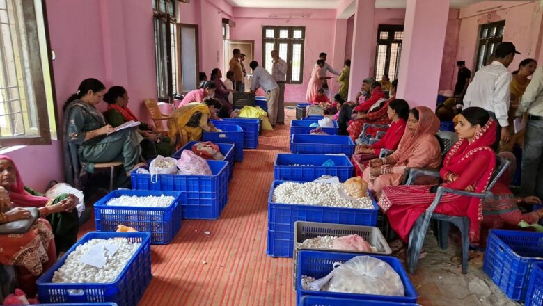 जिला मंडी में रेशम उद्योग बना ग्रामीण समृद्धि का आधार, हजारों किसानों की आय बढ़ाने में निभा रहा अहम भूमिका