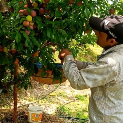 महाराष्ट्र की मंडियों में पहुंचा बल्ह व सुन्दर नगर का प्लम: एचपी शिवा परियोजना ने दिलाई नई पहचान
