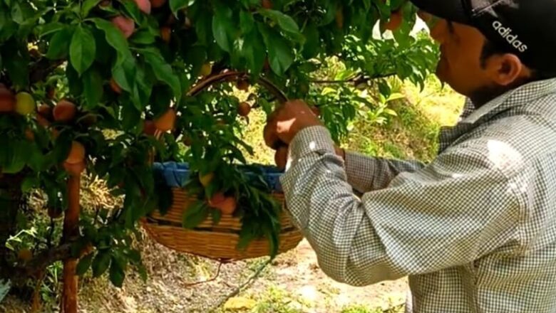 महाराष्ट्र की मंडियों में पहुंचा बल्ह व सुन्दर नगर का प्लम: एचपी शिवा परियोजना ने दिलाई नई पहचान