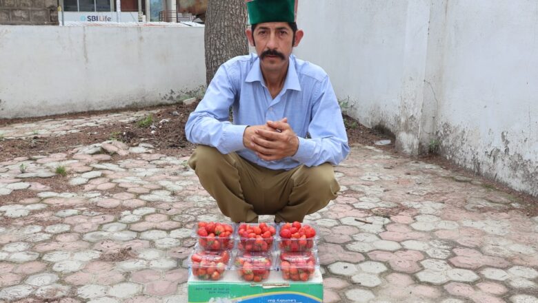 स्ट्रॉबेरी की लालिमा से बदली तकदीर, बागवानी बनी स्वरोजगार की नई पहचान