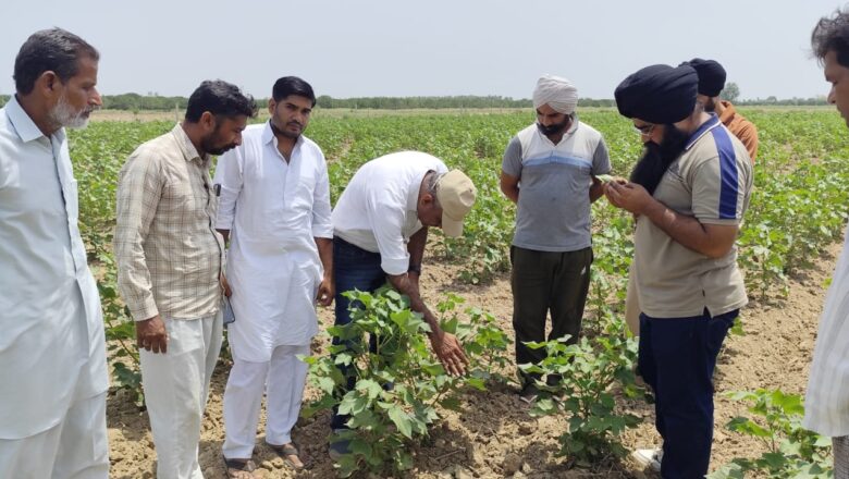 ਪੀਏਯੂ ਅਤੇ ਖੇਤੀਬਾੜੀ ਵਿਭਾਗ ਵੱਲੋਂ ਕਿਸਾਨਾਂ ਨੂੰ ਨਰਮਾ ਫਸਲ ਦੇ ਵਿਗਿਆਨਕ ਪ੍ਰਬੰਧਨ ਬਾਰੇ ਦਿੱਤੀ ਸਲਾਹ